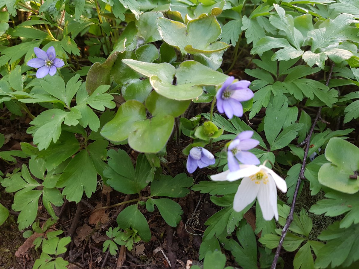 Välkommen till HälsoMedvetens nya hemsida