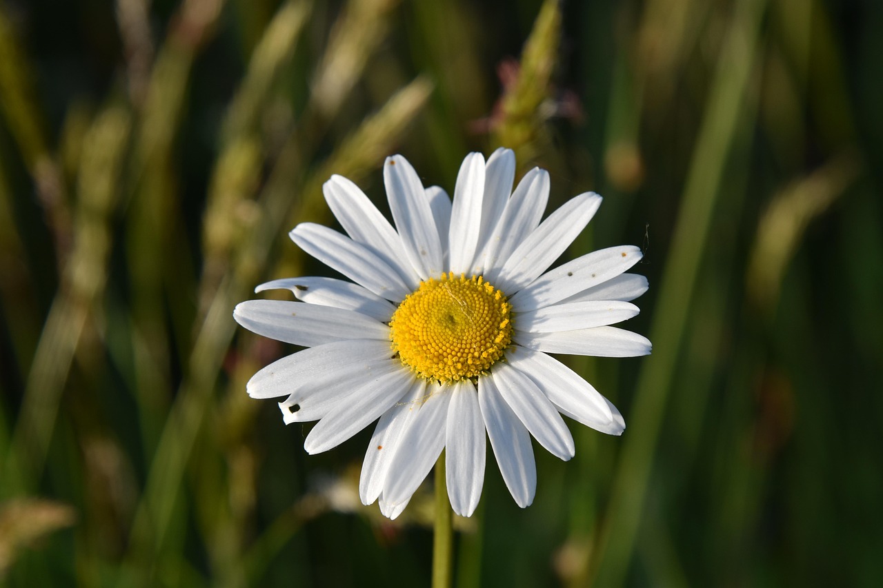 MSTR® FÖR INÅTROTERANDE HÖFT